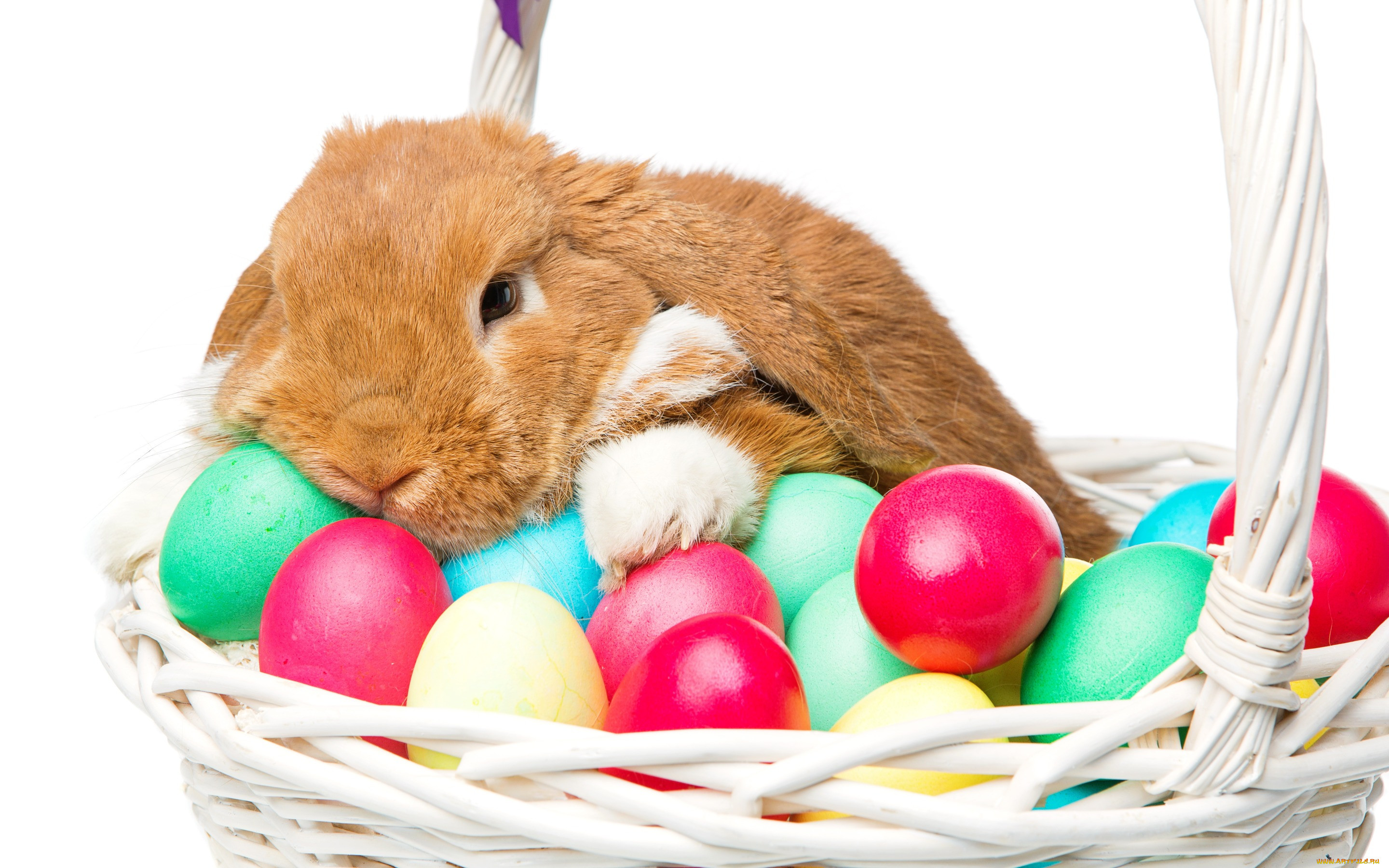, ,  , , flowers, spring, eggs, , happy, rabbit